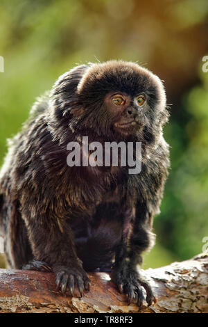 Goeldi's marmoset (or Goeldi's monkey) - Callimico goeldii Stock Photo