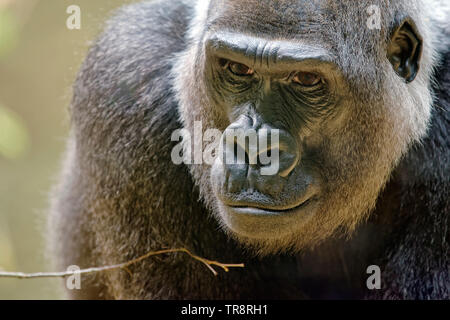 Western lowland gorilla - Gorilla gorilla Stock Photo
