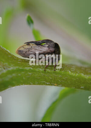 A horned treehopper, Centrotus cornutus on a plant stem Stock Photo