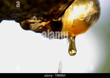 Amber, drop of tree resin Stock Photo
