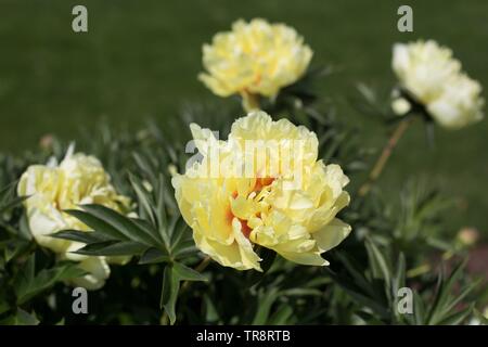 Peony Bartzella at Adelman Peony Gardens in Salem, Oregon, USA. Stock Photo