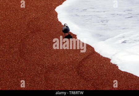 Grey gull (Leucophaeus modestus) on the red sand on the coast of Pacific ocean Stock Photo