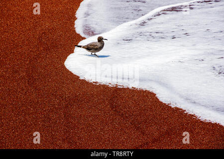 Grey gull (Leucophaeus modestus) on the red sand on the coast of Pacific ocean Stock Photo