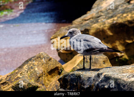 Grey gull (Leucophaeus modestus)  close-up sitting on the wild beach of Pacific ocean Stock Photo