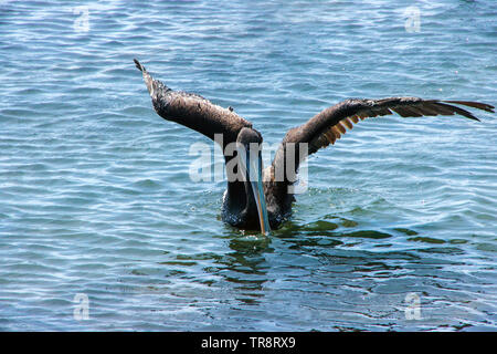 Peruvian pelicans (Pelecanus thagus) close up tries to fly in Paracas national park, Peru Stock Photo