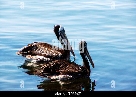 Two peruvian pelicans (Pelecanus thagus) on the water of Pacific ocean close up in Paracas national park, Peru Stock Photo
