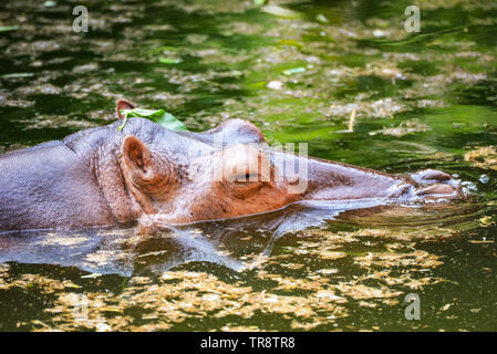 Hippopotamus floating on the water in hippo farm in the wildlife sanctuary Stock Photo