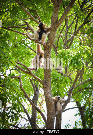 Hoolock Gibbon white and black handed gibbon on tree forest in the national park / Hylobates lar Stock Photo