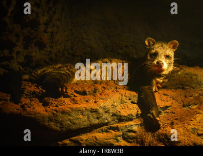 Spotted civet lying on rock in the cave at night / African Civettictis Genet cat Stock Photo