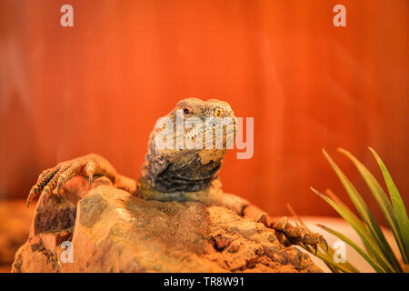 spiny tailed agamid lizards / Uromastyx spiny genus asian agamid on the rock Stock Photo