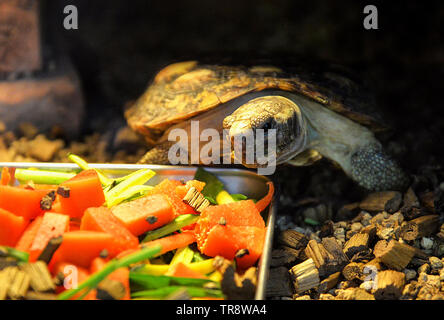 african pancake toroise eating feed food / Malacochersus tornieri Stock Photo
