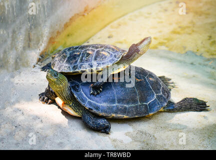 Chinese stripe necked turtle in pond farm zoo in the national park / family cute turtle Stock Photo