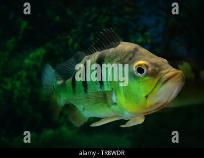Butterfly peacock bass / beautiful cichlid fish tiger pattern swimming in the fish tank underwater aquarium - cichla ocellaris Stock Photo