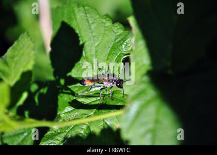 Raspberry leaf with wild wasp sitting on it close up detail, green bush soft bokeh background Stock Photo
