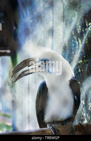 White crowned Hornbill bird sitting on tree branch in cage zoo in the national park - Crested white hornbill aceros comatus , Berenicornis comatus Stock Photo
