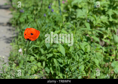 Beautiful garden poppy close up on a bright sunny day Stock Photo