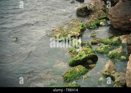 Green algae on rocky beach in calm sea water Stock Photo