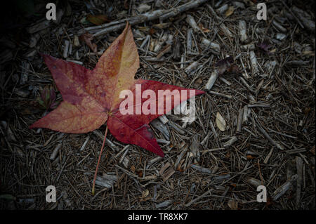 Maple Leaf on Ground Stock Photo