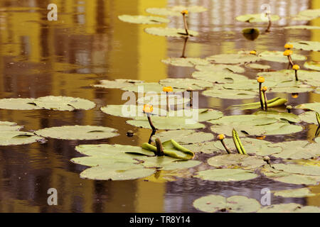 Yellow water lilies (Nuphar Lutea) in a pond on a summer day Stock Photo