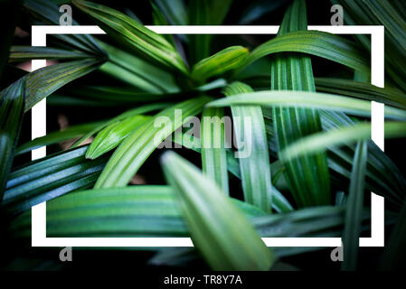 palm leaves tropical plant close up green leaf in the jungle foliage on dark background Stock Photo
