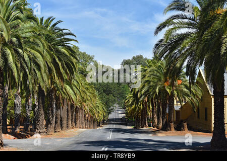 Palm Avenue at Barossa Valley, Seppeltsfield, South Australia, SA, Australia Stock Photo