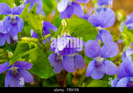 Closeup of blooming violet flowers after rain in the spring forest. Viola reichenbachiana, early dog-violet, pale wood violet. Stock Photo