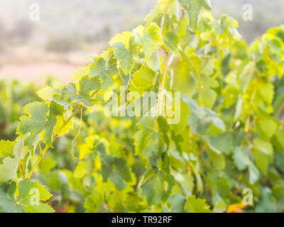 Grapevine in Setubal wine region in Portugal. Stock Photo