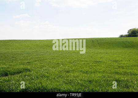Field of fresh spring green grass Stock Photo