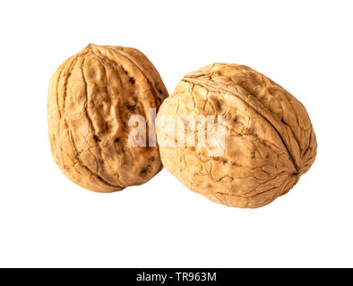 two whole unshelled walnuts isolated on white clipping path Stock Photo