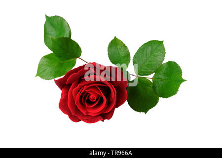 single red rose with leaf isolated on white Stock Photo