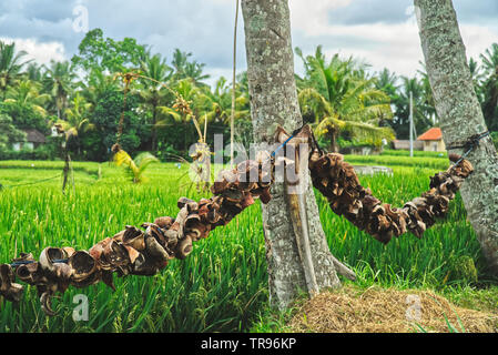 coconut shells drying on a line in the sun near rice fields in Indonesia Stock Photo