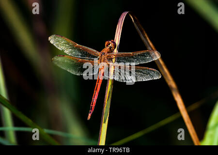Needham's Skimmer Stock Photo