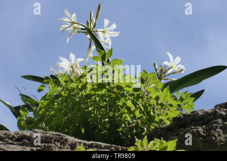 Sea Daffodil (Pancratium maritimum) or Sand Daffodil, Sand Lily, Lily of St Nicholas, seen growing in Sardinia Stock Photo