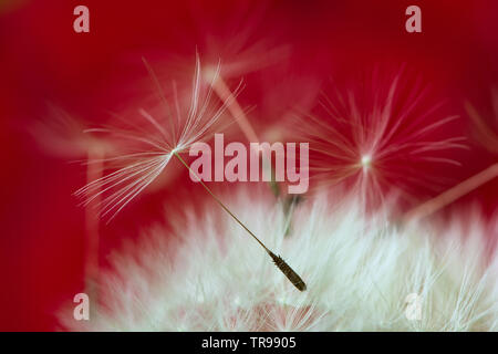 Close-up seeds of a dandelion flower on a red background. Macro. Soft focus. Stock Photo