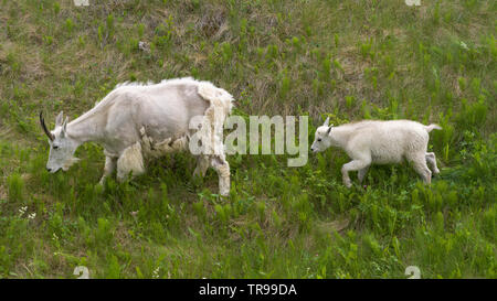 High angle view of Mountain goat�(Oreamnos americanus) with its kid in field, Icefields Parkway, Jasper, Alberta, Canada Stock Photo