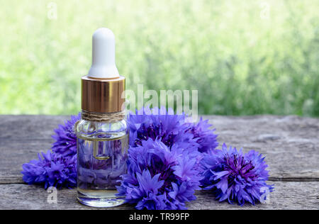 Cornflower essential oil. Cornflower flowers Close-up. Stock Photo