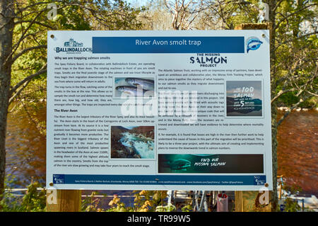 BALLINDALLOCH CASTLE AND GARDENS BANFFSHIRE SCOTLAND RIVER AVON IN SPRING A SIGN WITH DETAILS REGARDING THE SMOLT TRAP MOORED IN THE RIVER Stock Photo