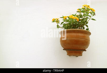 Yellow Lantana Flowers in Terracotta Planter Hanging on White Concrete Wall Stock Photo