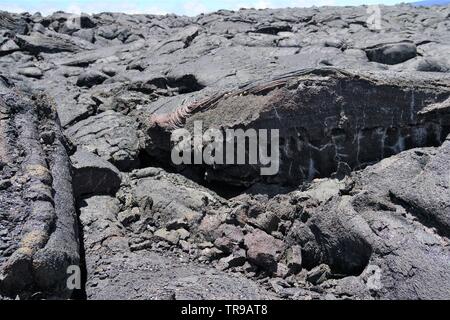 Amazing lava fields in between Mauna Kea and Mauna Loa volcanoes on the big island of Hawaii, devoid of life except some rare instances Stock Photo