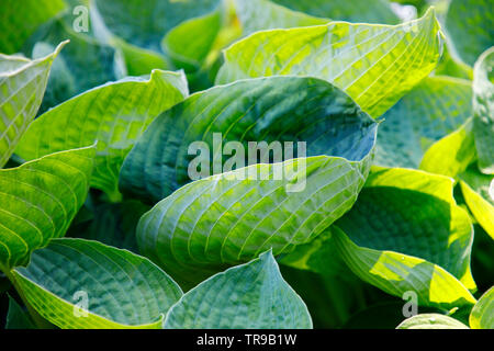 Green foliage of hosta plant Stock Photo