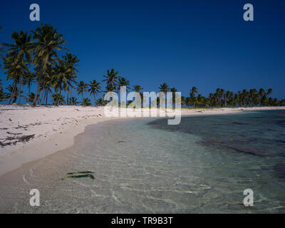 Palm trees on the beach, Half Moon Caye, Lighthouse Reef Atoll, Belize Stock Photo