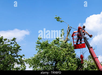 Pruning trees and sawing a man with a chainsaw, a man at high altitude on the platform of a mechanical chairlift between the branches of an old large Stock Photo