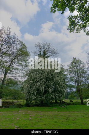 A hawthorn tree in full bloom in spring Stock Photo