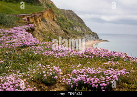 Armeria maritima, commonly known as thrift or sea pink covers cliff edge in Dorset near West Bay Stock Photo