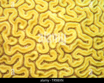 COZUMEL, MEXICO: yellow brain coral, texture like a labyrinth Stock Photo