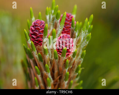 Beautiful pink flowers and new green needles on a pine tree branch in spring Stock Photo