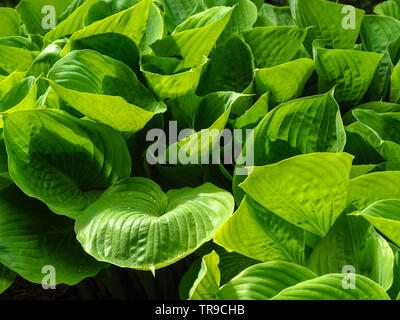 Closeup of the dense green leaves of a Hosta plant with some raindrops Stock Photo
