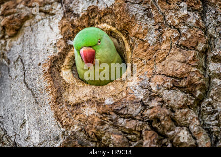 Rose- Ringed Parakeet. Nesting, Perching, Foraging and… | by Landscape  Through My Eyes! | Medium