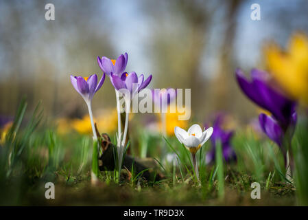 Close-up macro photo of Dutch crocus vernus flowers growing in grass in early spring. Beautiful, multi-colored, variety of flowers. Stock Photo