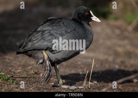 Close-up photo of a Eurasian coot standing on one leg, holding up it's other leg that has been broken or injured. Stock Photo